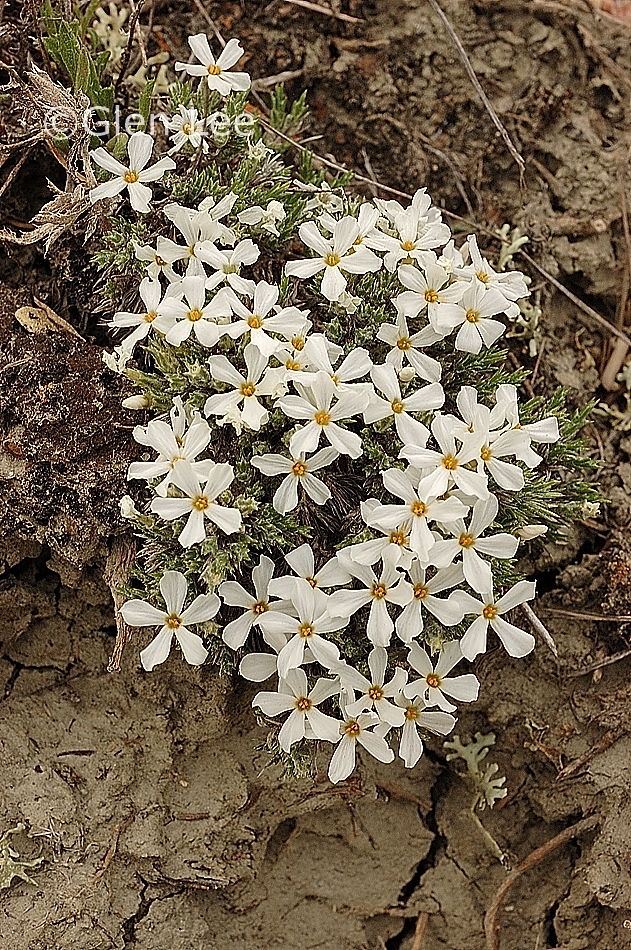 Phlox hoodii photos Saskatchewan Wildflowers